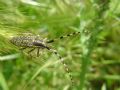 Agapanthia sicula malmerendii